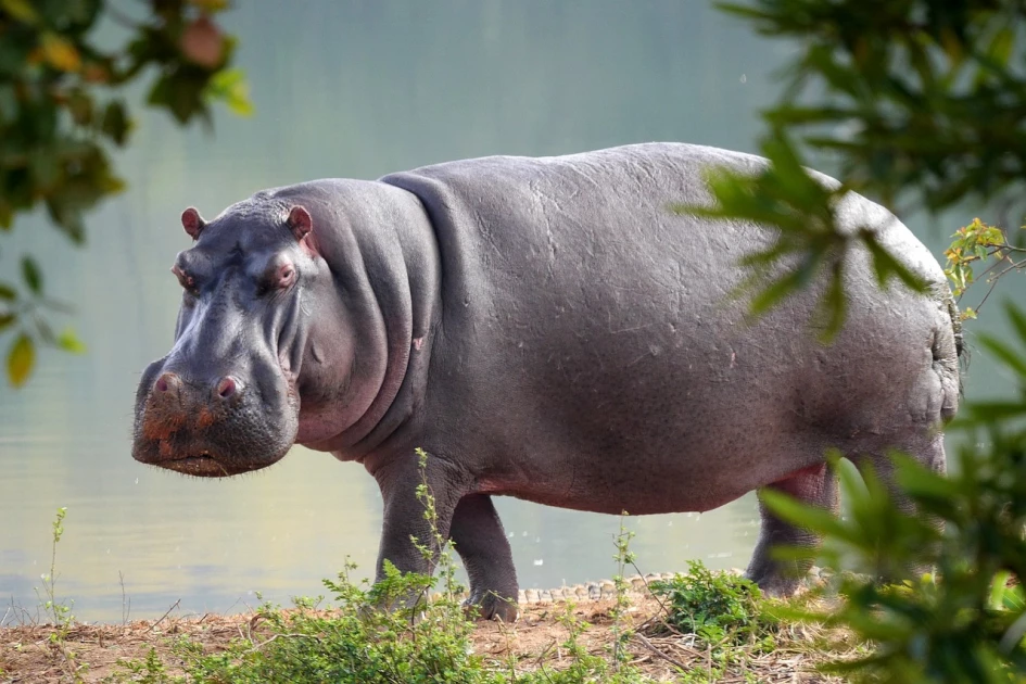 White South African man shoots black woman, claims he mistook her for a hippo