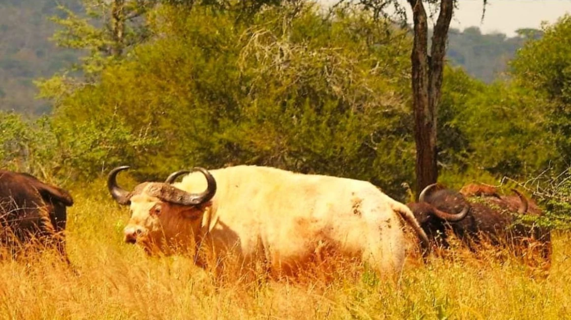 Rare white buffalo spotted in Tanzania