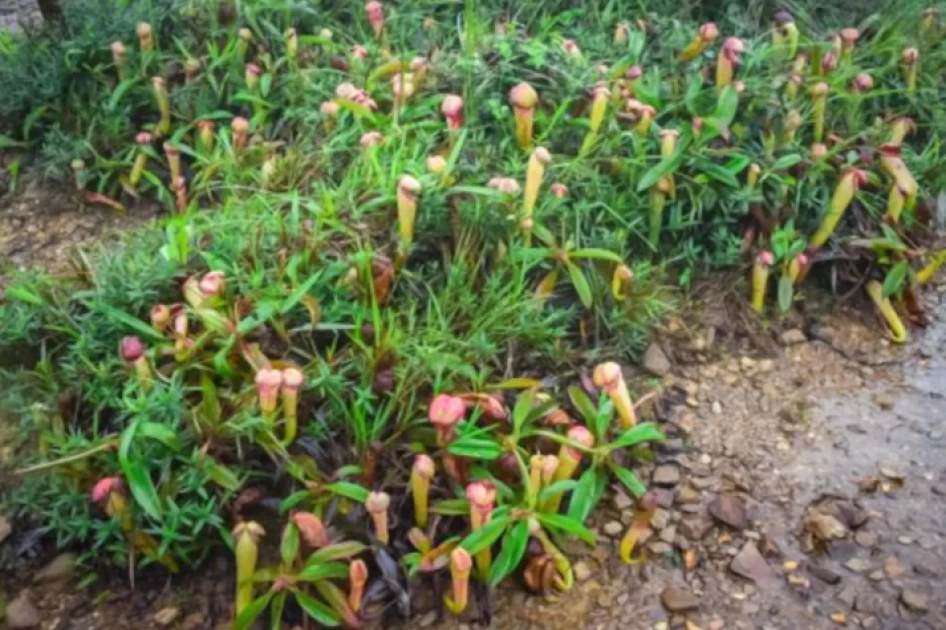 Gov't issues warning after viral video of Cambodian women playing with rare ‘penis plants’