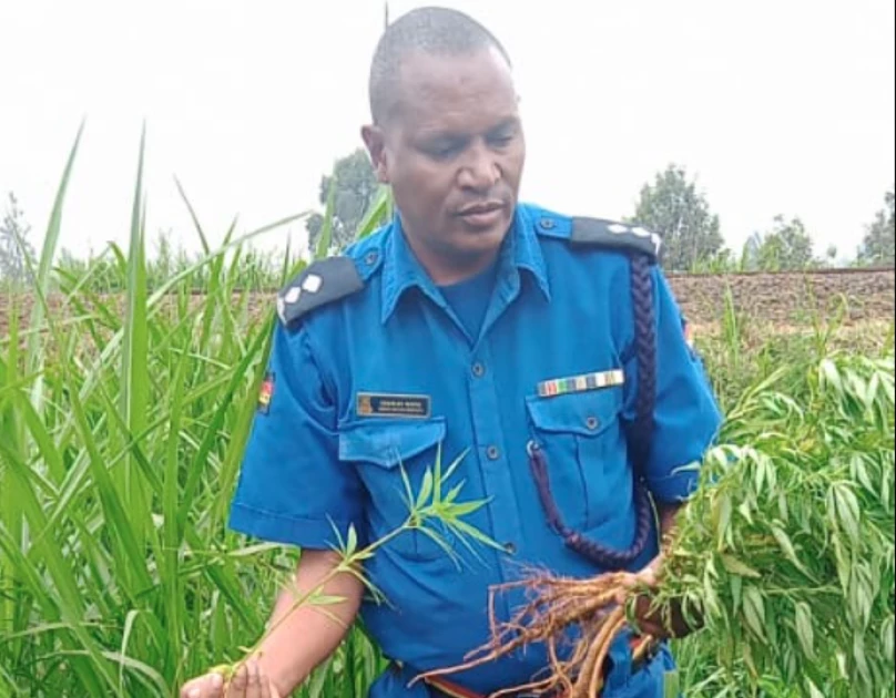 ‘Bhang is and remains illegal,’ Kenya police cautions