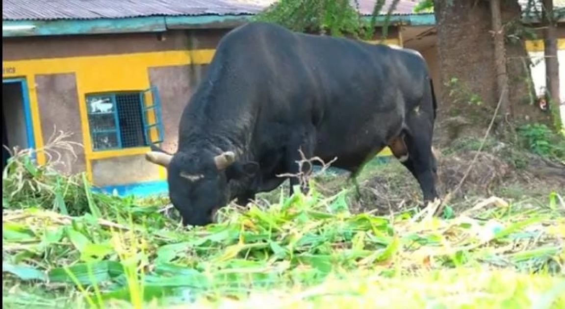 Kakamega police detain bull for killing elderly woman