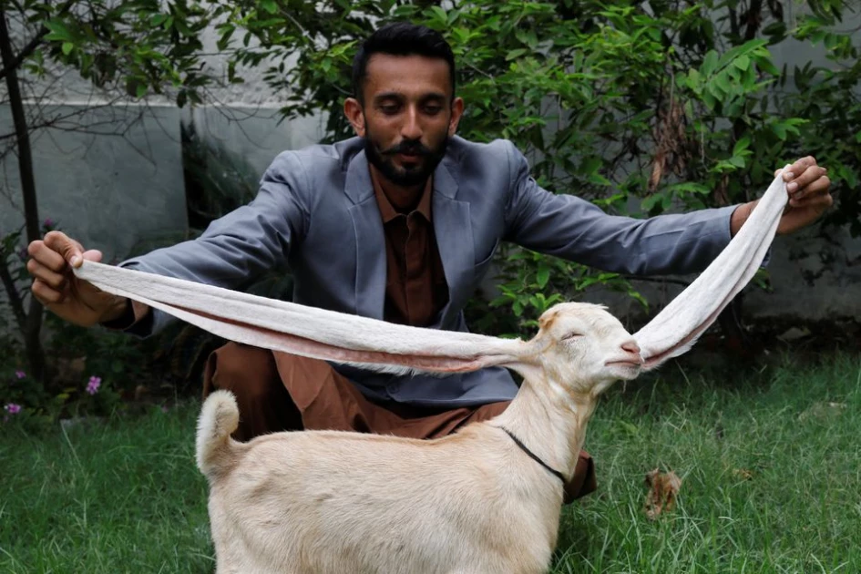 Are you kidding? Baby goat wows fans with 22-inch ears