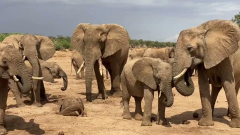 Kilifi residents count losses as elephants wreak havoc, destroy crops