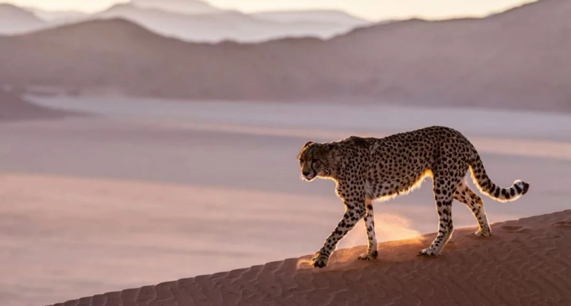 Cheetahs to return to India after 70 years in deal with Namibia