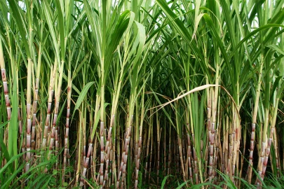 Embu farmers turn to sugarcane farming over low income from coffee and macadamia