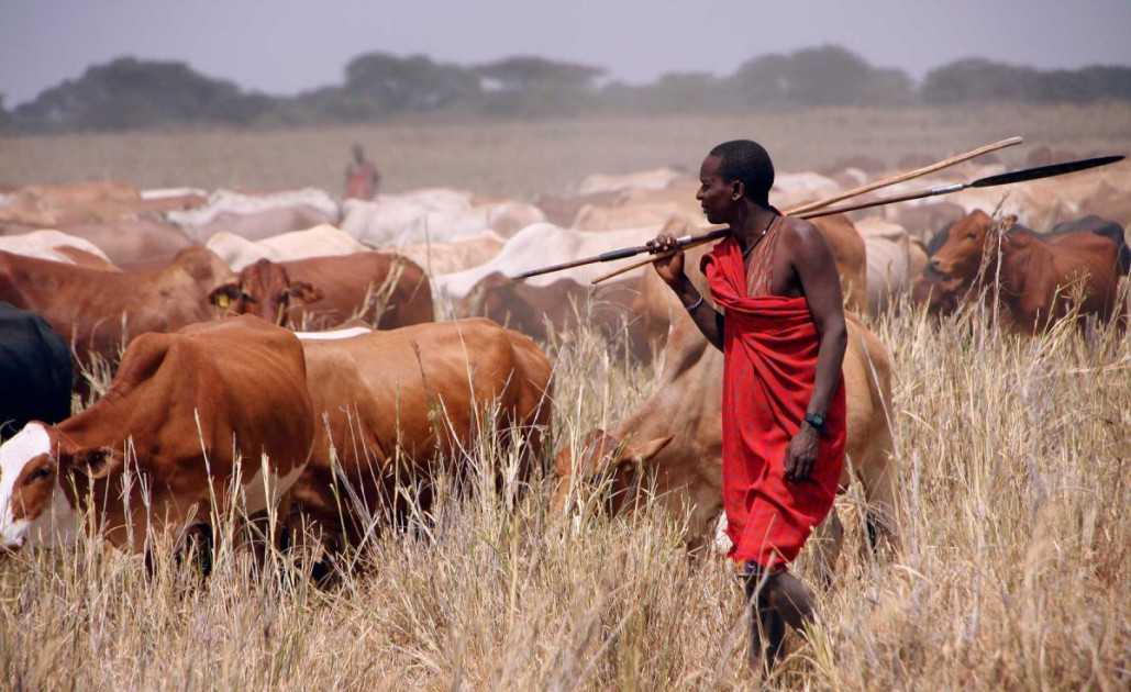 MPs question use of Ksh.16 billion World Bank loan for livestock insurance scheme