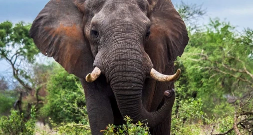 Man dies after attack by elephant while on boda boda