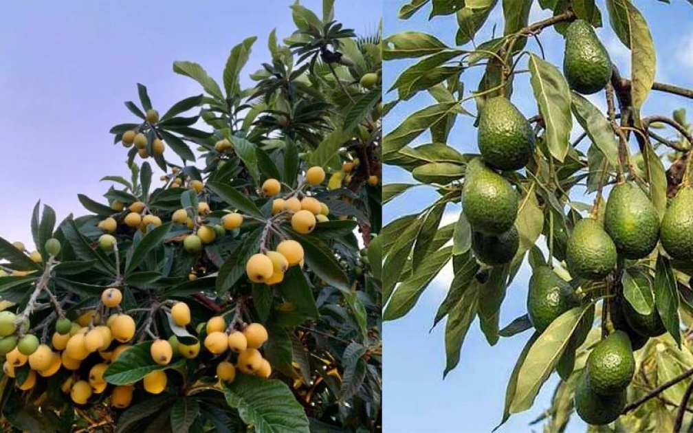 Ripe avocados, loquats rotting in Nairobi's posh estates