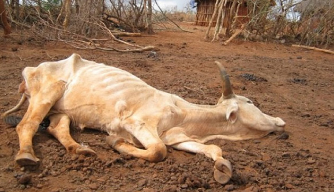 Kilifi, Tana River pastoralists appeal to govt for compensation from drought