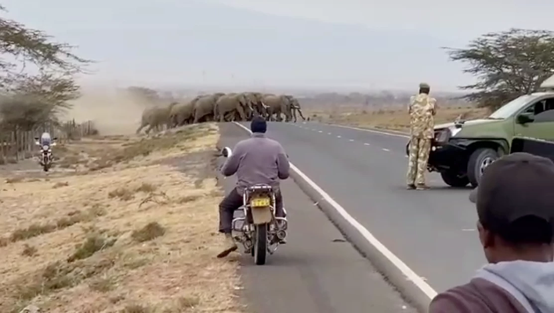 PHOTOS: KWS officers move herd of elephants that invaded Suswa homesteads