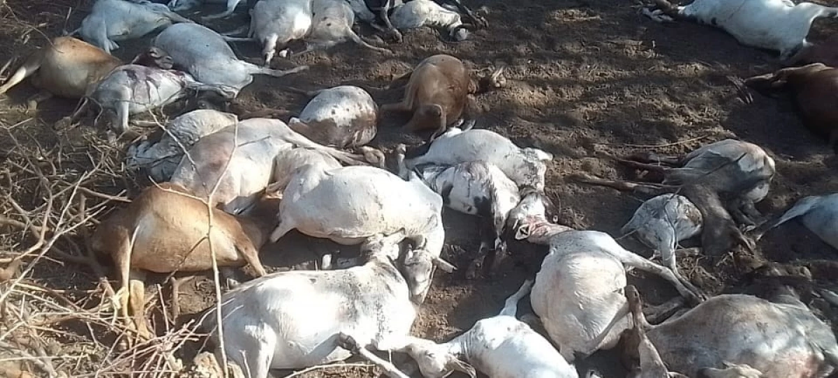 Voi: Stray leopard kills 32 goats in night attack