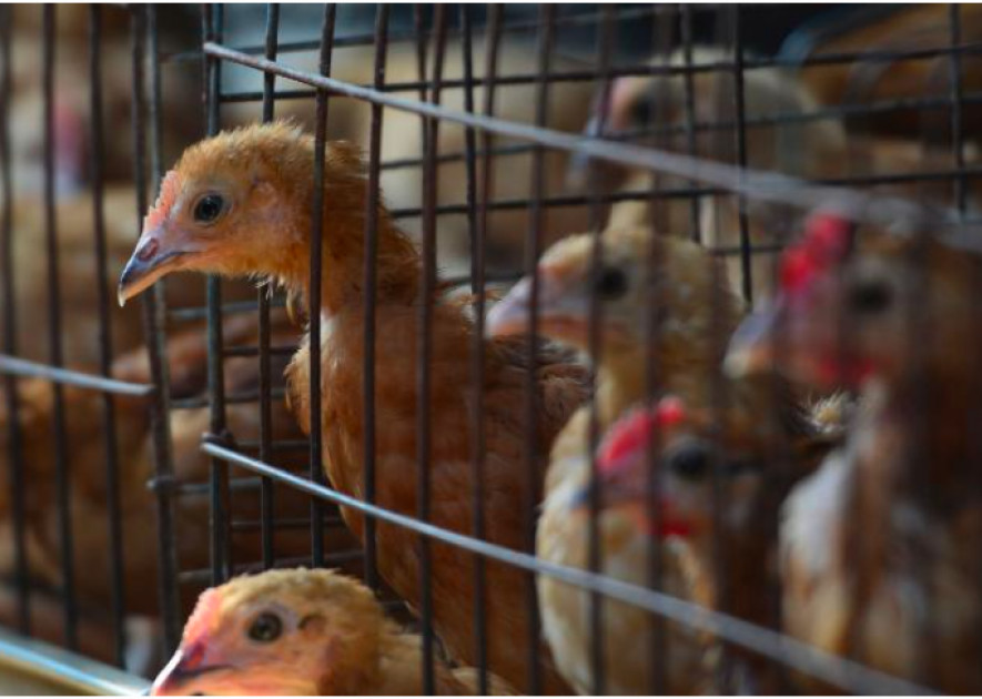 Kenya’s poultry industry is flying blind — Here’s why it needs a backbone Kenya’s poultry industry is flying blind — Here’s why it needs a backbone