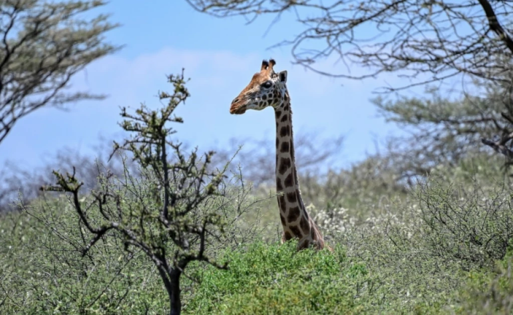 Kenyan App allows users to help track rare mammals