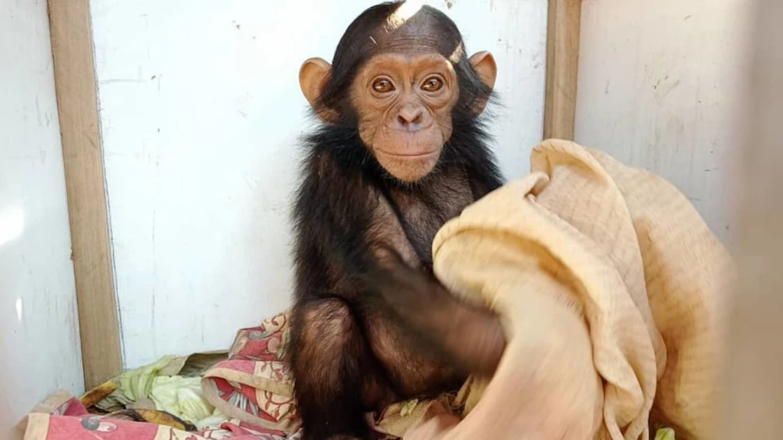 3 baby chimps were kidnapped from a sanctuary, their abductors are demanding a ransom