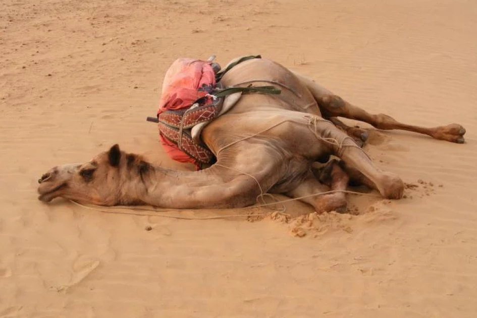 Outbreak of mysterious camel disease hits Marsabit