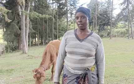 Molo farmers resort to giving cattle their harvest as produce rots in farms