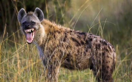 Kakamega residents living in fear as hyenas attack sheep and villagers