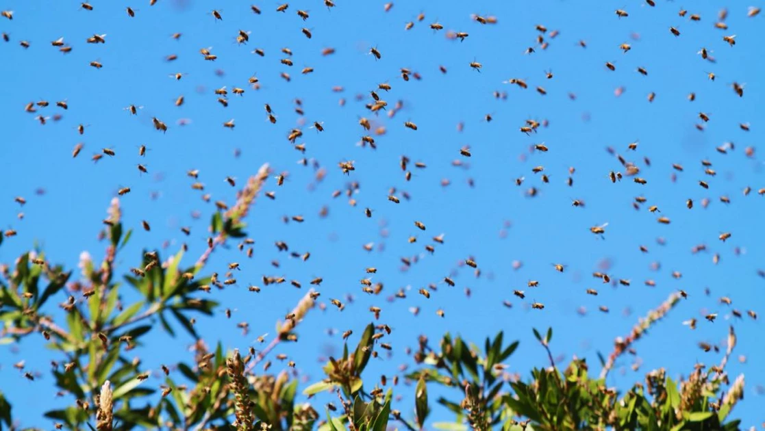 Isiolo MCA's father killed by bees