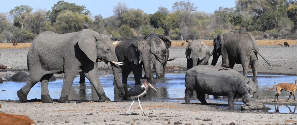 Stray elephants kill woman in Makueni