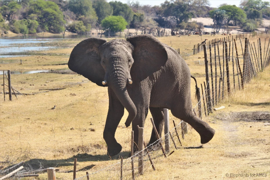 Father of six killed by elephant in Makueni two years after surviving hyena attack