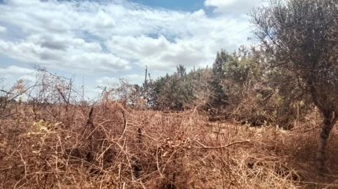 Situation getting worse as drought hits Mbeere hard
