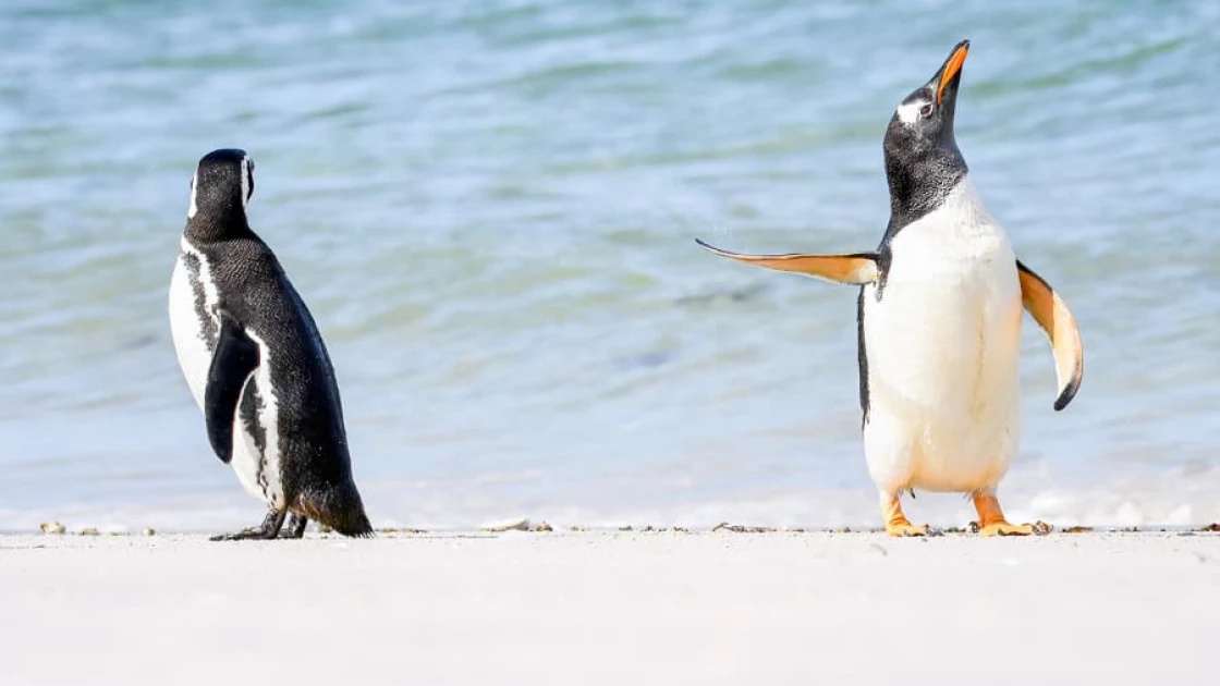 Images of farting zebra and petulant penguin shortlisted for Comedy Wildlife Photography Awards 2022