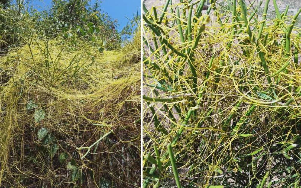 Strange 'spaghetti' weed suffocating vegetation in Nyanza