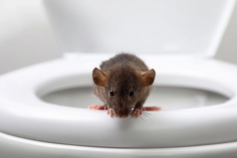 Nairobi families worried over giant rats sneaking into homes