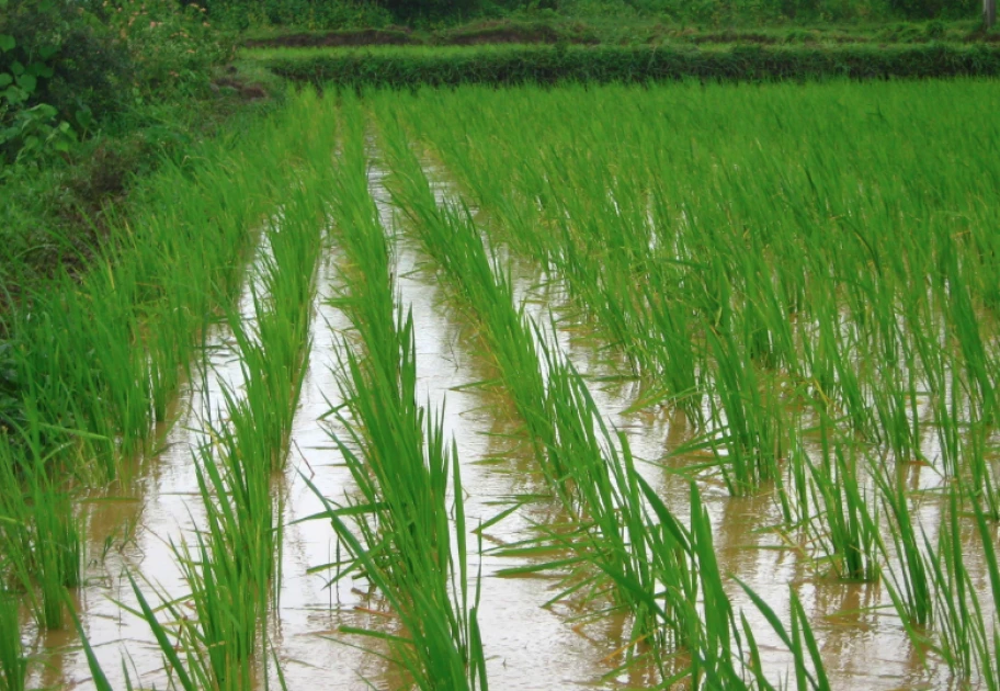 Mwea rice farmers raise alarm over snail infestation