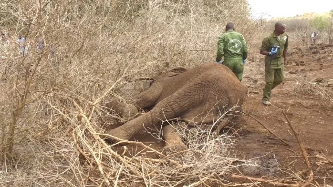 Elephant dies of hunger, exhaustion in Meru