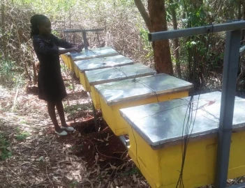 Embu lecturer keeping bees for leisure