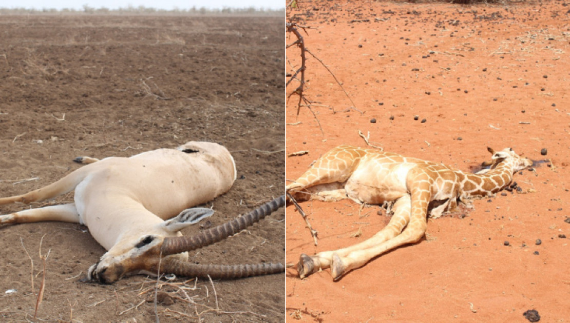 Drought ravages people, livestock, wildlife in North-Eastern Kenya