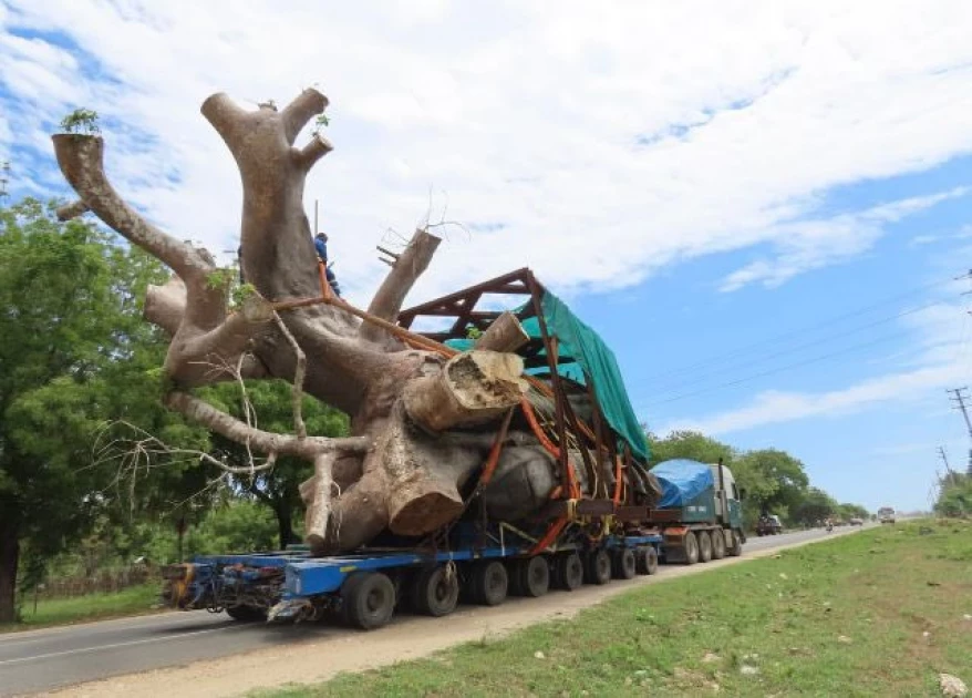 Why was Kenya transporting Baobab trees to Georgia in the first place?
