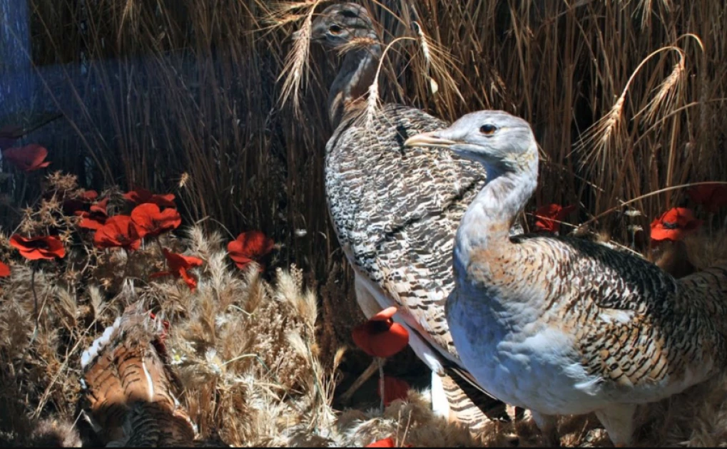 World’s heaviest flying bird uses plants to self-medicate, scientists say