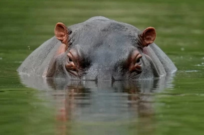 Man escapes death narrowly following hippo attack in Homa Bay