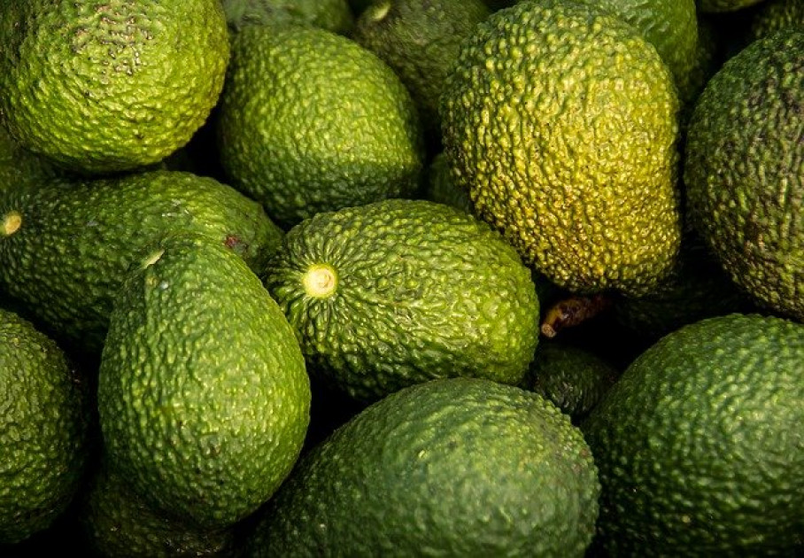 Kenya tops Africa avocado exports