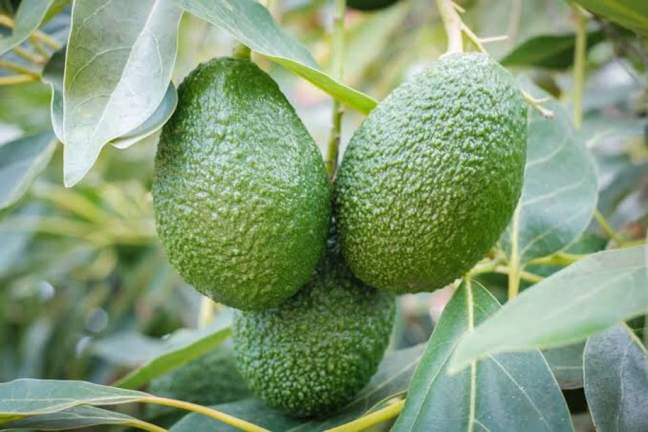 Man hospitalised after attack by his father for cutting down avocado trees