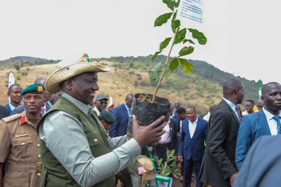 President Ruto to launch tree planting app