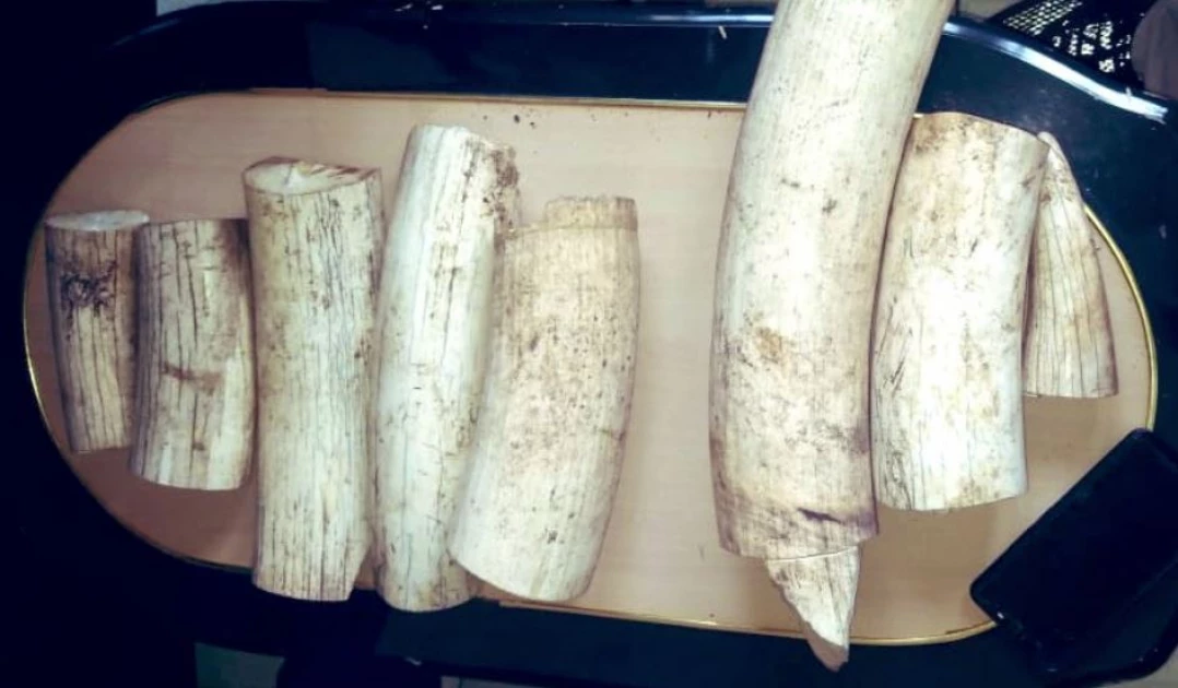 Two Tanzanians among 3 arrested with elephant tusks worth Ksh.500K in Kisumu