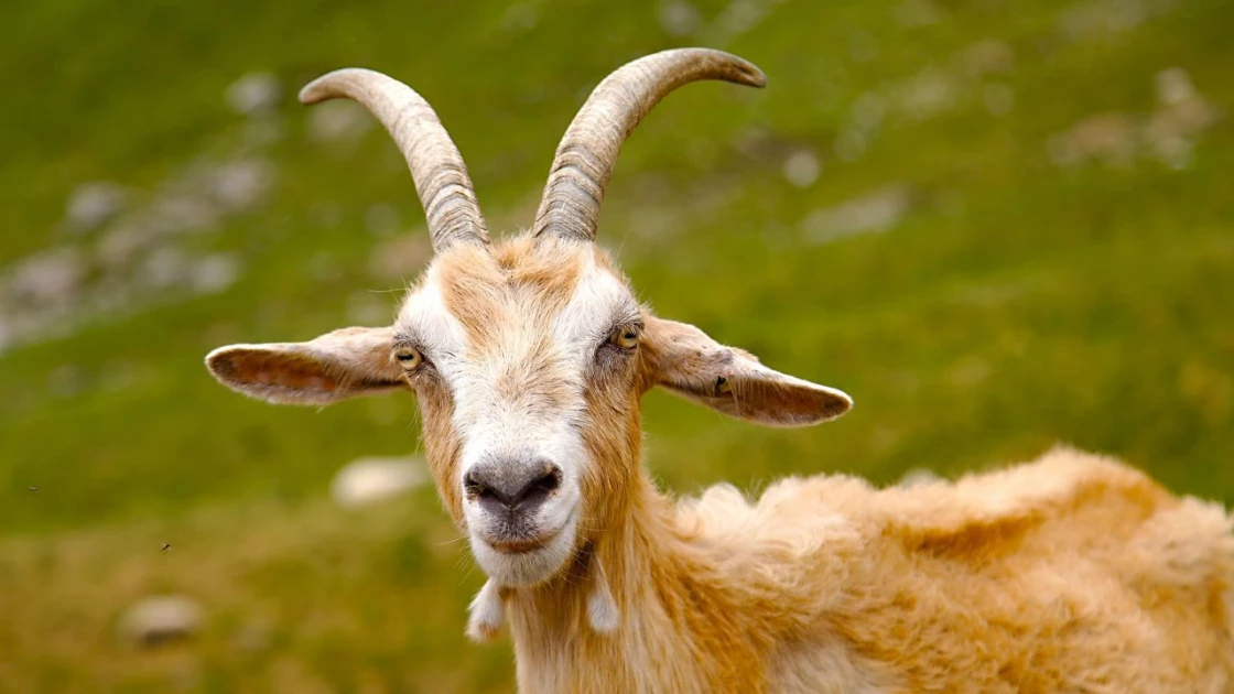 ‘Goat’, ‘it is what it is’ and 8 other words you should stop using in 2023