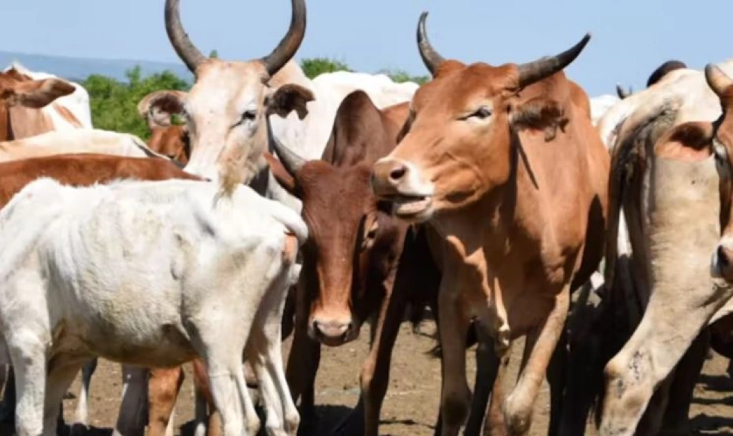 Siaya: Seven cows, nine sheep killed in suspected arson