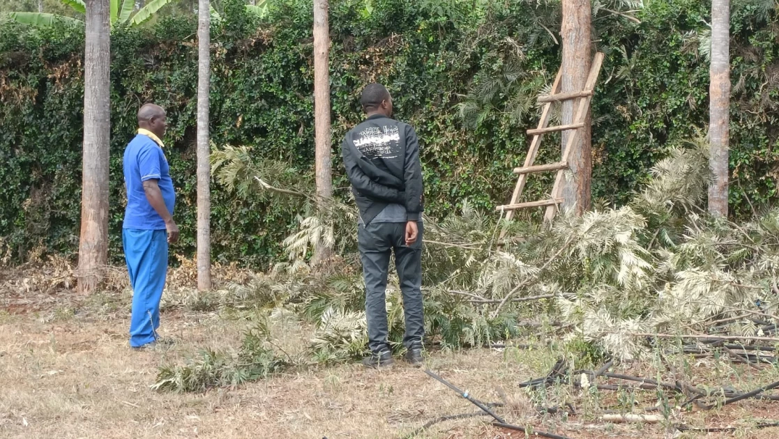 Man electrocuted while trimming trees in Kirinyaga
