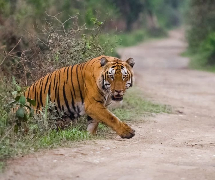 Tiger escapes farm, attacks man in South Africa