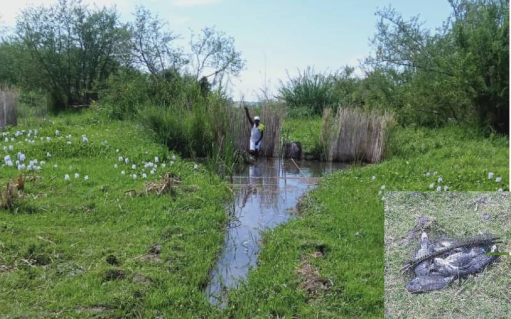 Lake Victoria: Fishermen worried over snakes and monitor lizards