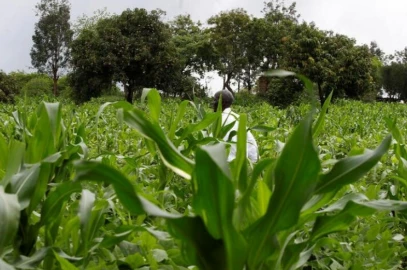 Kenyan farmers to benefit from carbon credit support