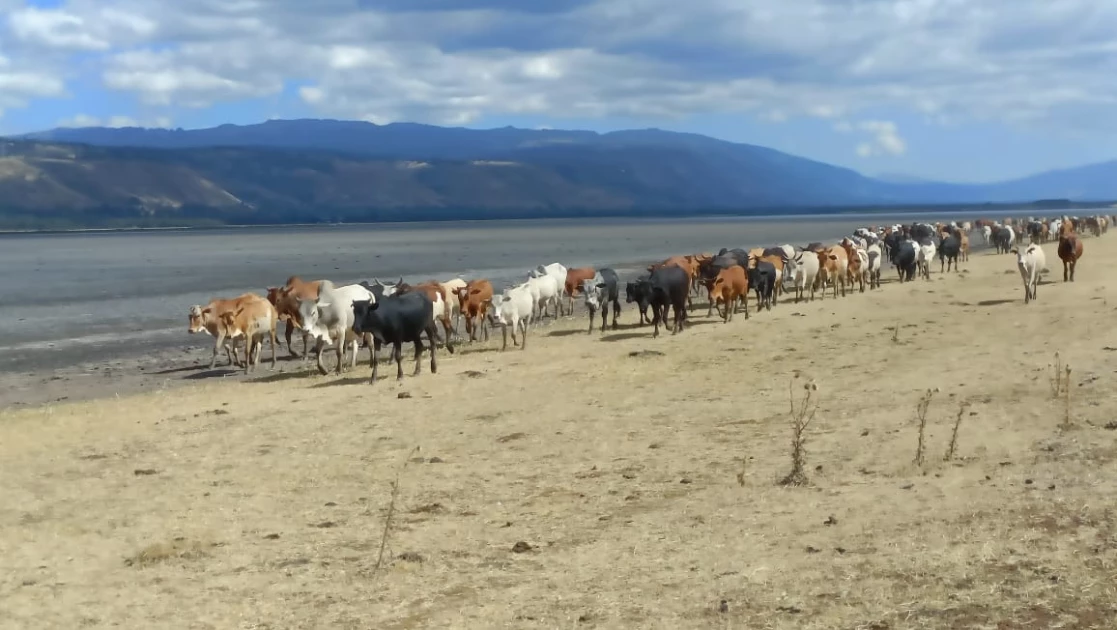 Bomet farmers decry rise in cattle theft, meat sold in neighbouring sub-counties