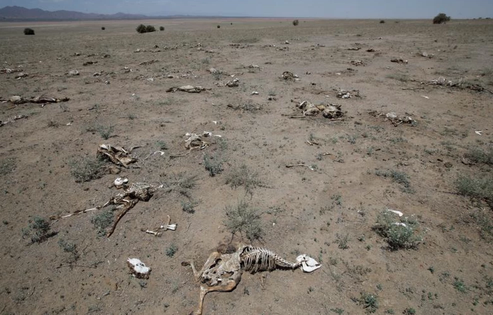 The ugly face of drought: Bandits’ guns go silent as hunger pangs rule in Isiolo