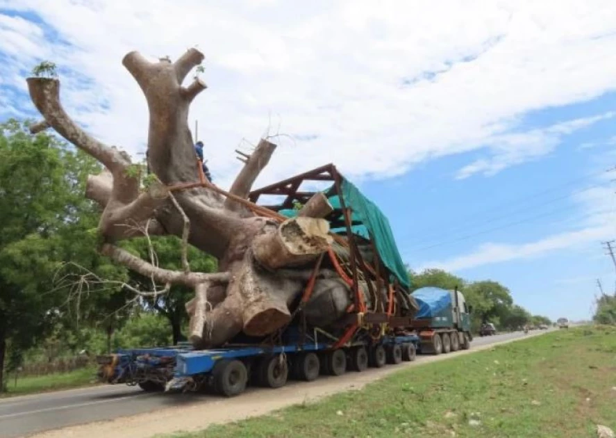 Petitioner sues government over uprooting of Baobab trees in Kilifi