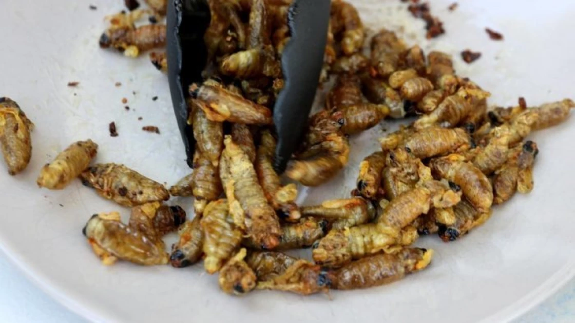 Qatar bans insect food after EU expands menu