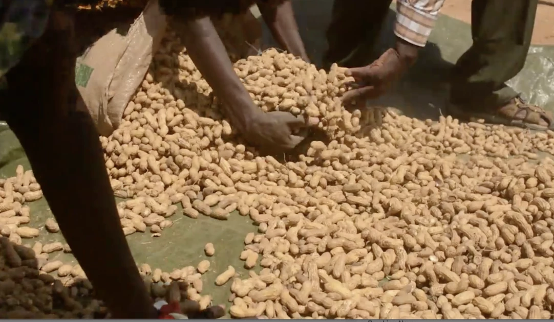 Turkana:  Farmers take up new groundnut variety to tackle drought